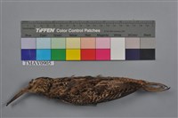 藏品(針尾鷸)的圖片